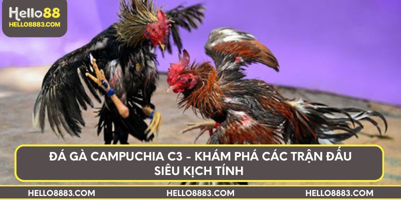 Đá gà Campuchia C3 - Khám phá các trận đấu siêu kịch tính